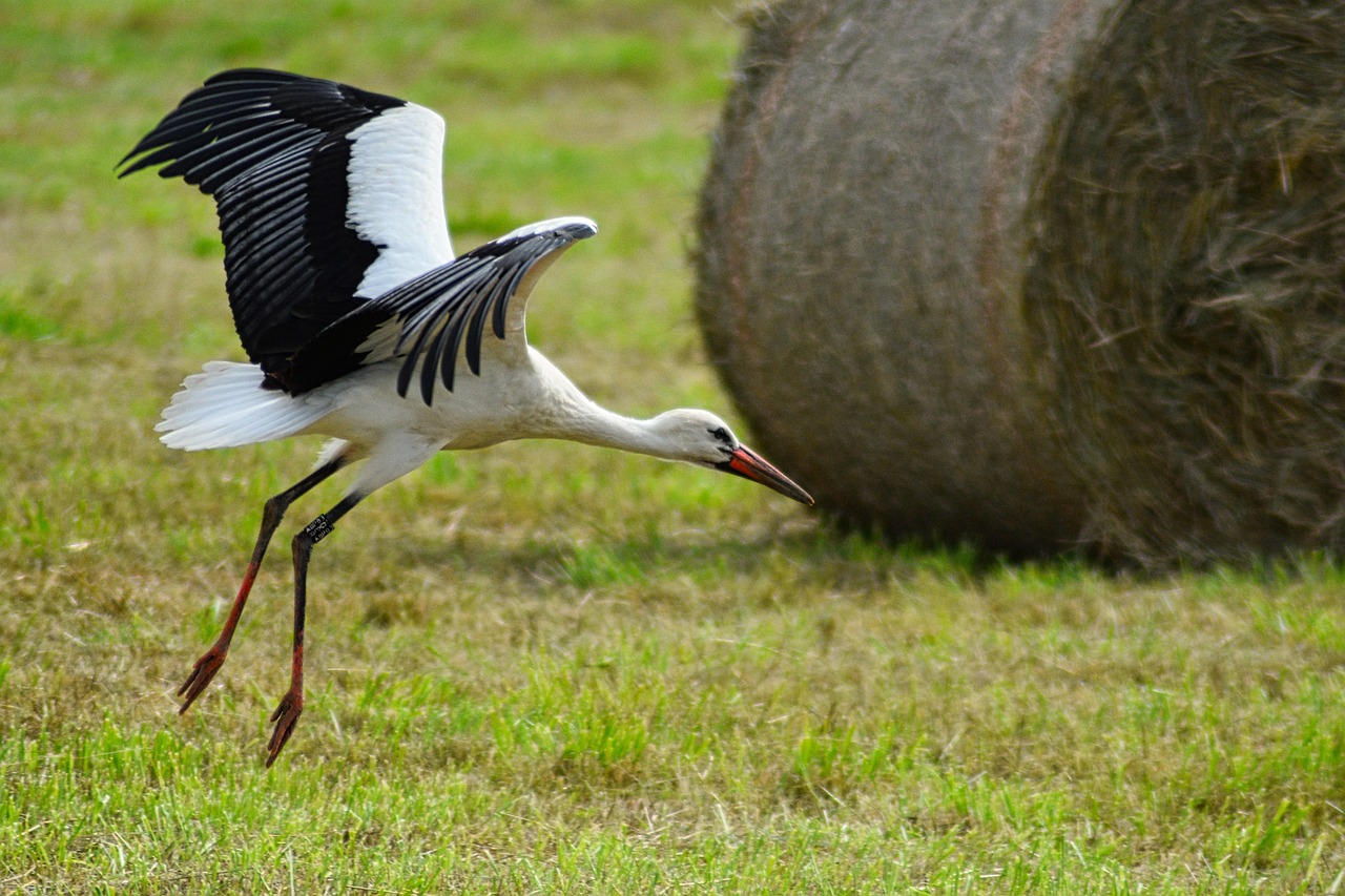 アップデートへの対応方法